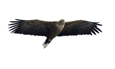 Adult White-tailed eagle in flight. Isolated on White background. Scientific name: Haliaeetus albicilla, also known as the ern, erne, gray eagle, Eurasian sea eagle and white-tailed sea-eagle.