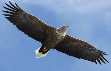 Adult White-tailed eagle in flight. Blue sky background. Scientific name: Haliaeetus albicilla, also known as the ern, erne, gray eagle, Eurasian sea eagle and white-tailed sea-eagle.
