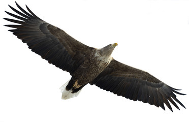 Adult White-tailed eagle in flight. Isolated on White background. Scientific name: Haliaeetus albicilla, also known as the ern, erne, gray eagle, Eurasian sea eagle and white-tailed sea-eagle.