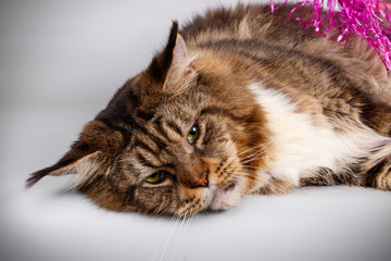 Maine Coon cat on colored backgrounds