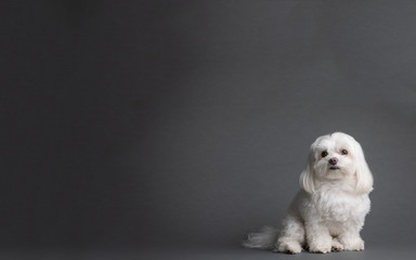 Maltese on Gray background