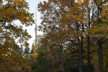 evening view of the Ostankino television tower through the trees in the autumn park