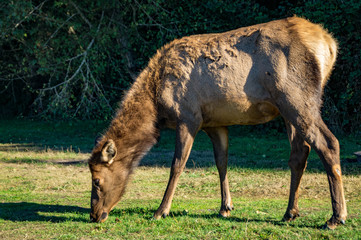 Roosevelt Elk grazing in northern California meadow