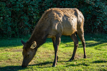 Roosevelt Elk grazing in northern California meadow