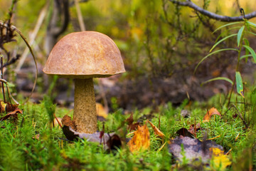 Forest mushrooms. birch mushroom. aspen mushroom.