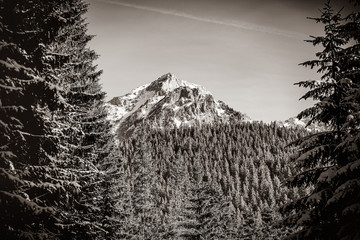 Obrazy na Szkle  Widok na góry zimą z lasem. Obraz w stylu czarno-białym.