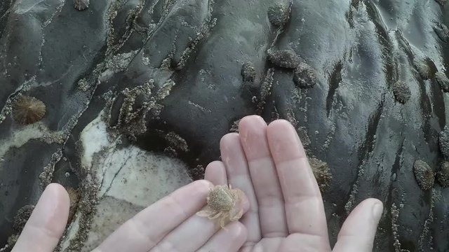 Hand holding small crabs, and returning them to their habitat, teaching small kids to respect all living species.