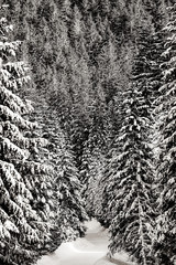 Fototapety  Zobacz w zimowym lesie sosnowym w górach. Obraz w stylu czarno-białym color