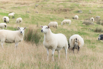 Flock of Sheep, Northern Ireland