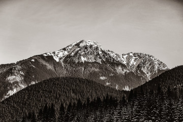 Widok na zimowe góry z lasem. Obraz w czarno-białym kolorze. - 228205663