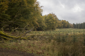 Forest in the Scottish highlands 