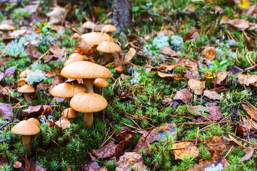 Group of mushrooms in the forest (Suillus bovinus)
