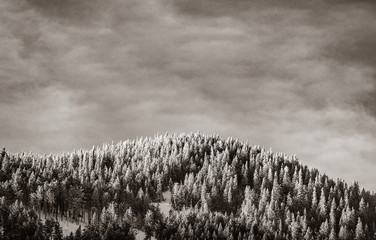 Widok na zimowe góry z lasem. Obraz w czarno-białym kolorze - 228205888