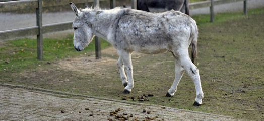 donkey in public park during autumn season.