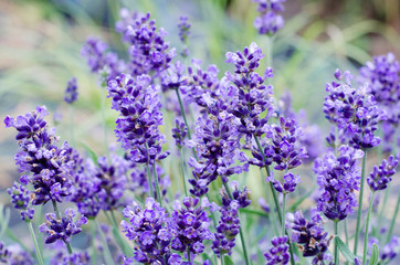 Naklejka premium Lavender field