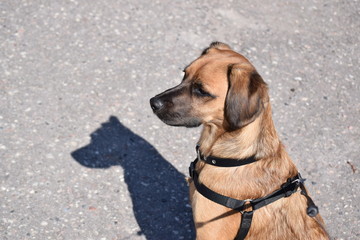 A dog for a walk in the fall plays and rests.