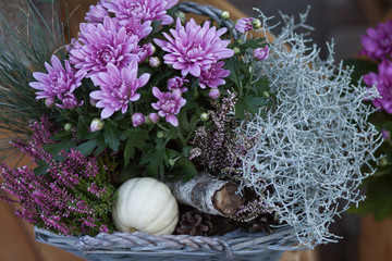 Colorful autumnal chrysanthemum decoration. Blossoming flowers in a the pots with herbs, little pumpkin in basket.