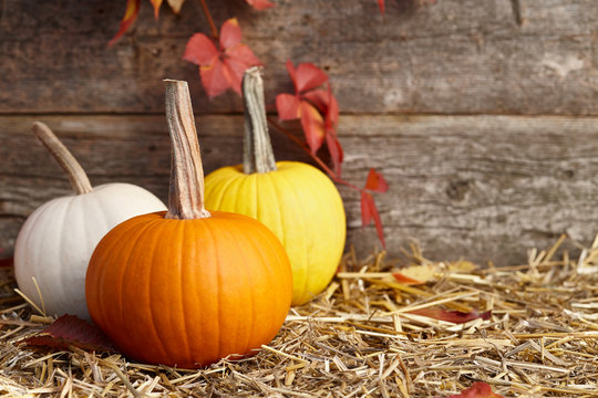 Colorful fall pumpkins on old planks background, copyspace