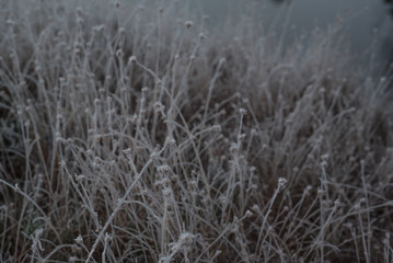 Close-up of plants covered by frost on cold early autumn morning, beautiful bokeh, shallow depth of field
