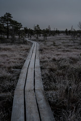 Fototapeta premium Wooden path, road in perspective on early winter morning with frozen trees and grass. Kemeri national park sunrise, Latvia.