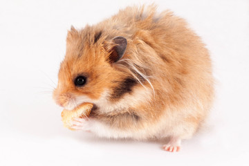 Syrian hamster eating dry bread, isolated on white background