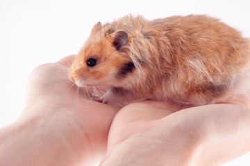 Syrian hamster in the hands of a man on a white background