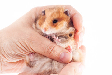Syrian hamster in the hands of a man on a white background