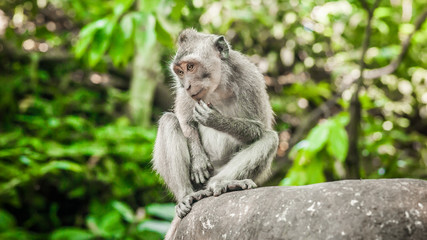 Portrait of long tailed macaque monkeys at sacred monkey forest
