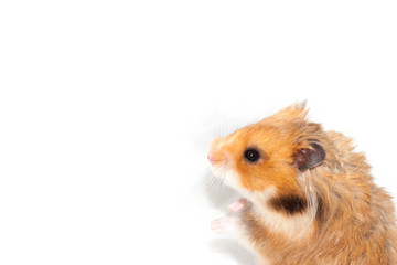 Cute Syrian hamster isolated on white background