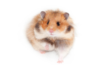 Cute Syrian hamster isolated on white background