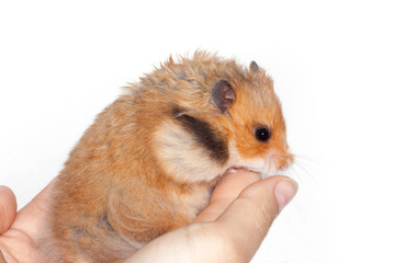 Syrian hamster in the hands of a man on a white background