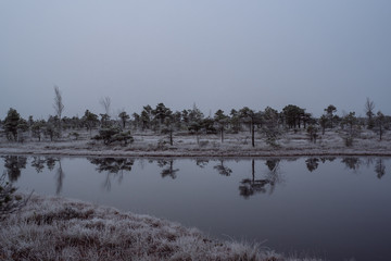 Swamp with small pine trees covered in early morning frost reflecting in small pond. Kemeri national park at sunrise, Latvia.