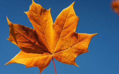 Bright orange maple leaf with a clear blue sky on background.