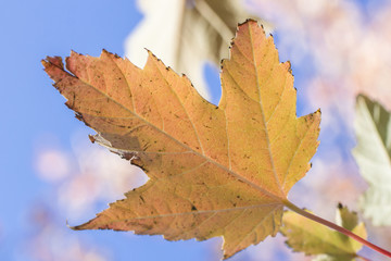 Maple Leaf in Autumnal Colours 