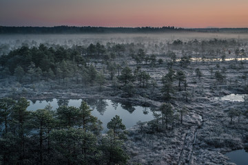 Fototapeta na wymiar Swamp with small pine trees covered in early winter morning frost reflecting in pond. Kemeri national park at dawn with rising fog, Latvia.