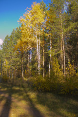 Fototapeta premium Autumn forest: birch among pines