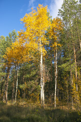 Autumn forest: birch among pines