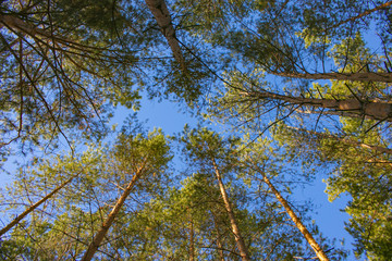Tops of pines in clear weather.