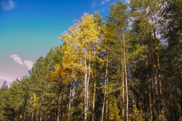 Autumn forest: birch among pines