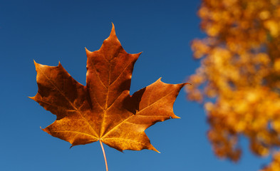 Bright orange maple leaf with a clear blue sky on background.