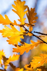 Fall oak leaves