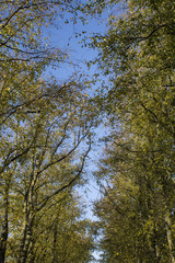 Treelined park 