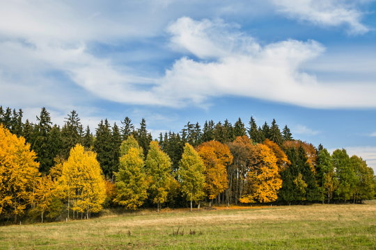 Scenic autumn landscape on a bright sunny day, blue sky, white cirrostratus clouds, colorful yellow, red, orange and green trees on horizon, dry yellow and fresh grass on meadow