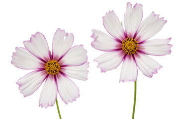 Two flowers of cosmos, kosmeya flowers, isolated on white background