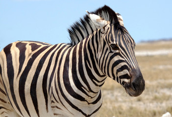 Fototapeta na wymiar Zebra on dry plain, Etosha National Park, Namibia