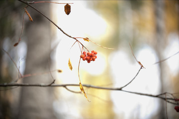 Tree branch with berries of orange Rowan berries in autumn