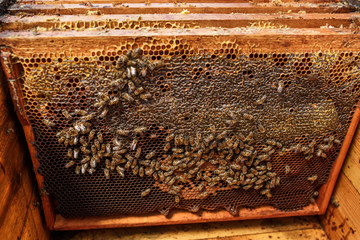 wooden frames with honeycomb in opened woodenbeehive. Collect honey. Beekeeping concept