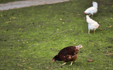 chicken searcing for food in publick park, during autumn season.