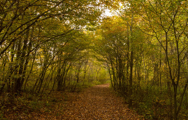 Obraz premium Beautiful Autumn Landscape