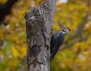 Woodpecker on tree
